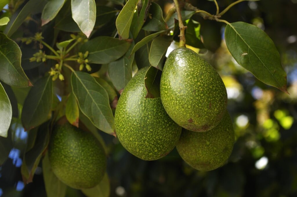 grow-your-own-delicious-avocados-a-guide-to-cultivating-avocado-trees-for-optimal-fruit-production